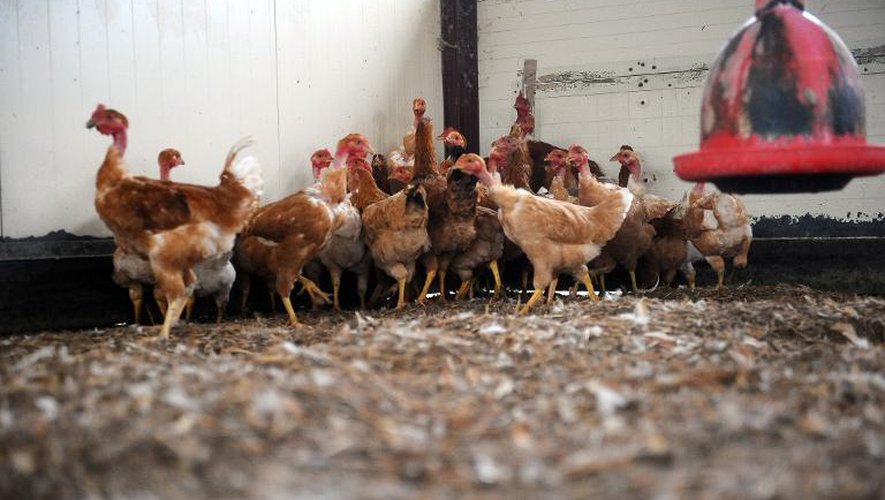 Des poules dans un élevage bio, en 2013 en France