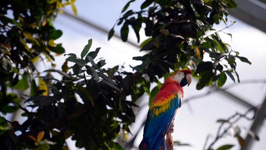 Un perroquet sur un arbre le 8 avril 2014 au zoo de Vincennes