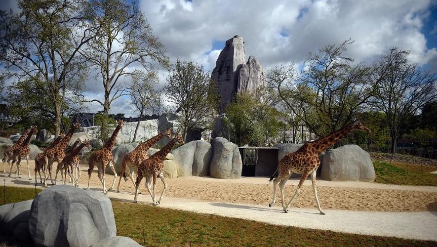 Des girafes le 8 avril 2014 a zoo de Vincennes