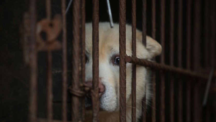Un chien en cage montré aux médias par la HSI (Humane Society International)à Wonju, en Corée du Sud, le 27 avril