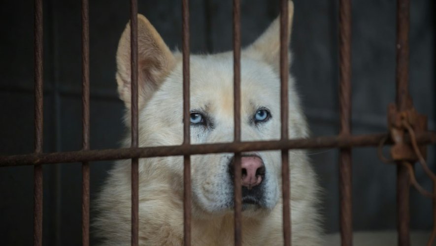 Un chien qui a échappé aux mangeurs de viande canine en Corée du Sud.