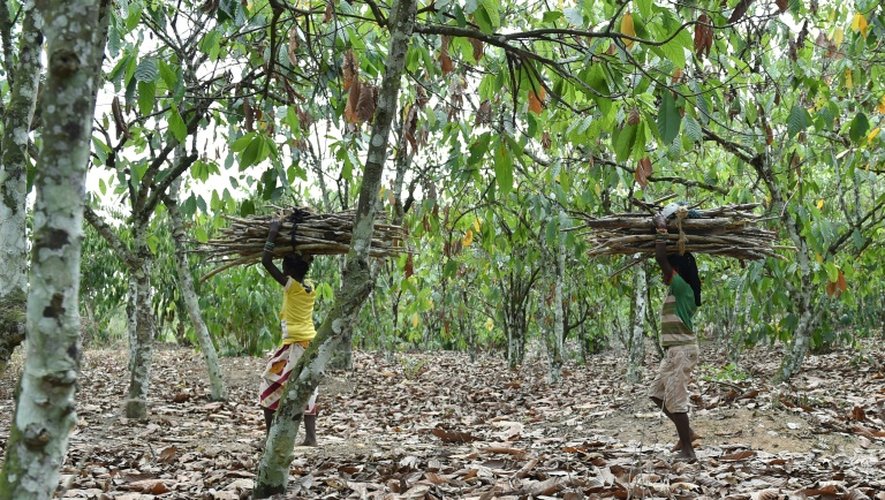 Des enfants transportent du bois depuis une exploitation de cacao vers le village de Goboué dans le sud-ouest de la Côte d'Ivoire le 7 mars 2016