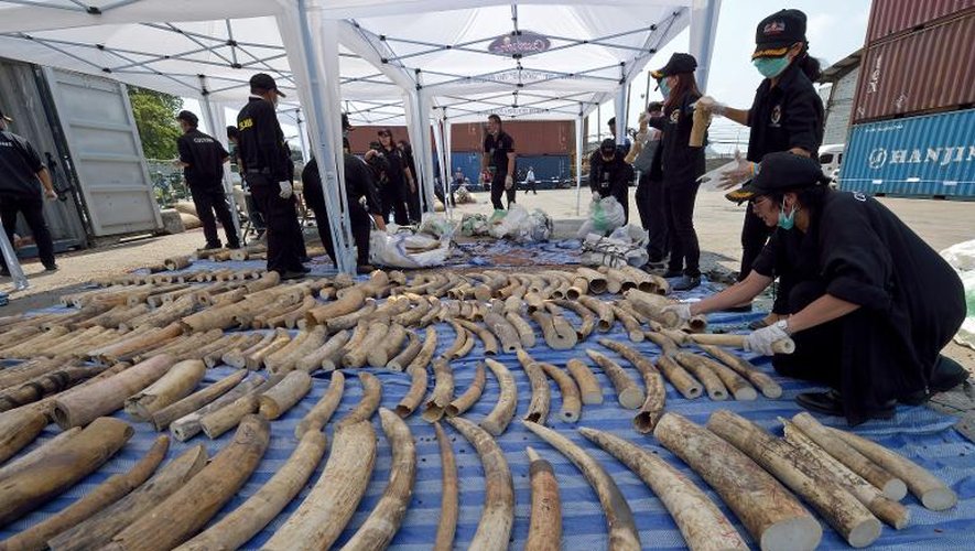 4 tonnes d'ivoire, en provenance du Congo, saisies par la police thaïlandaise, le 20 avril 2015 à Bangkok