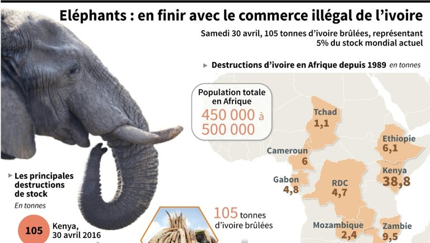 L'ivoire des éléphants, "l'or blanc" de l'Afrique