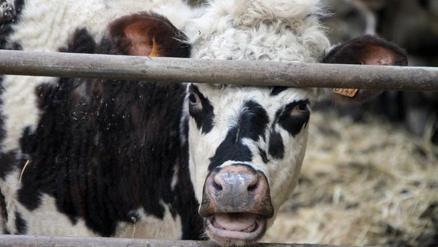 Une vache saine dans une ferme de Hauteville-la-Guichard, le 21 février 2014