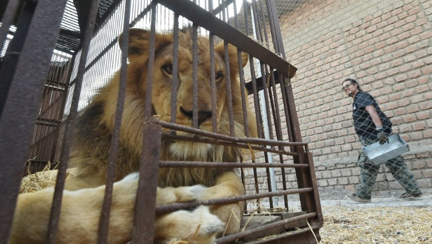 Un lion né en captivité au Pérou, prêt à s'envoler depuis Lima vers l'Afrique du Sud, le 27 avril 2016 où il sera relâché dans un parc naturel
