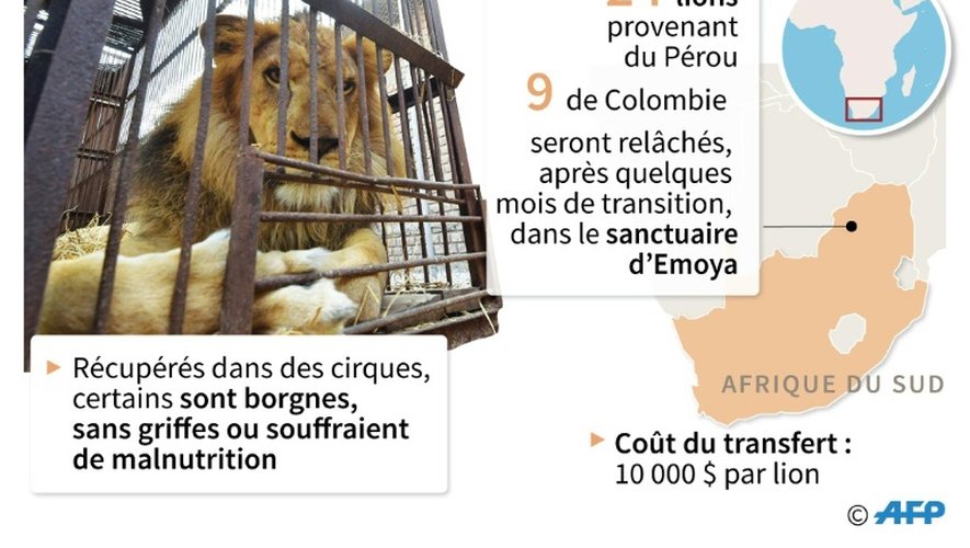 Des lions récupérés dans des cirques d'Amérique du sud seront relachés dans une réserve d'Afrique du sud
