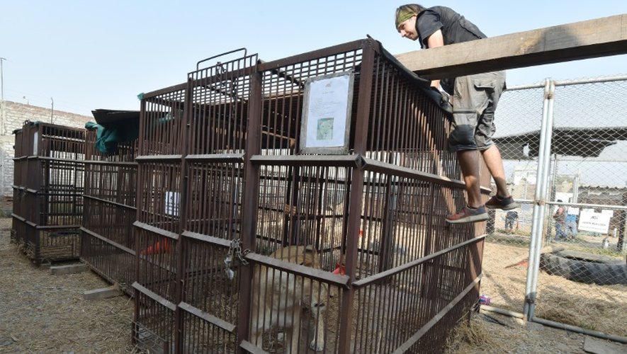 Des lions nés en captivité au Pérou, prêts à s'envoler le 27 avril 2016 de Lima vers l'Afrique du Sud où ils seront relâchés dans une réserve naturelle