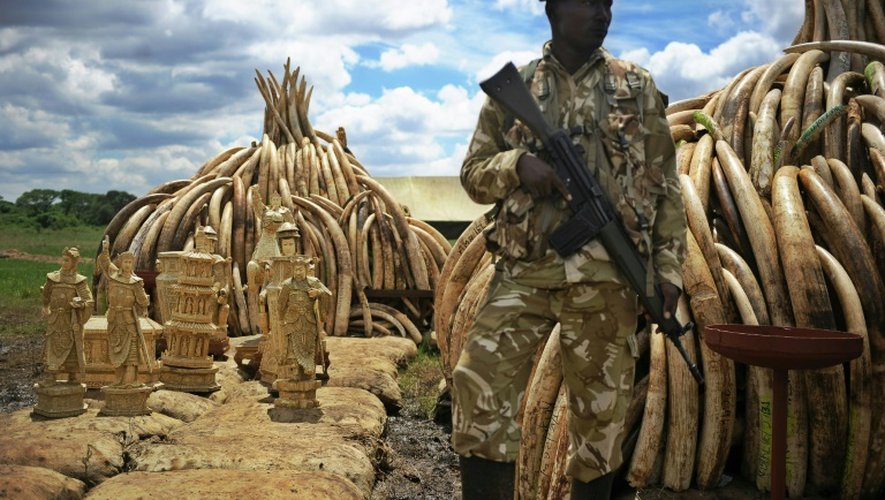 De l'ivoire stockée le 27 avril 2016 d'ivoire dans le parc national de Nairobi, prêtes à être brûlées