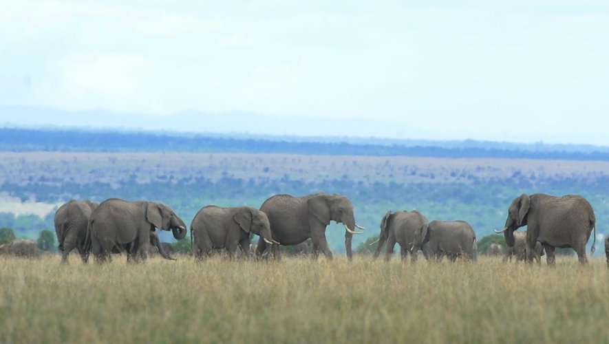 Eléphants dans la réserve Ol Pejeta, au Kenya, le 28 avril 2016