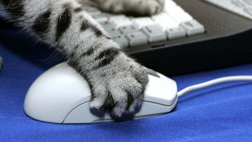 Un chat joue avec une souris d'ordinateur