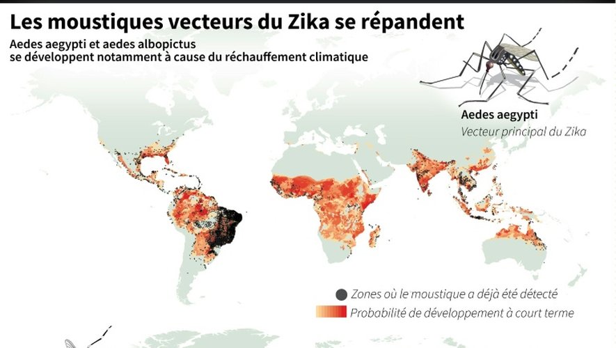 Les moustiques vecteurs du Zika se répandent