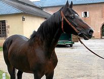 La belle histoire de Dormane, étalon star du haras de Rodez