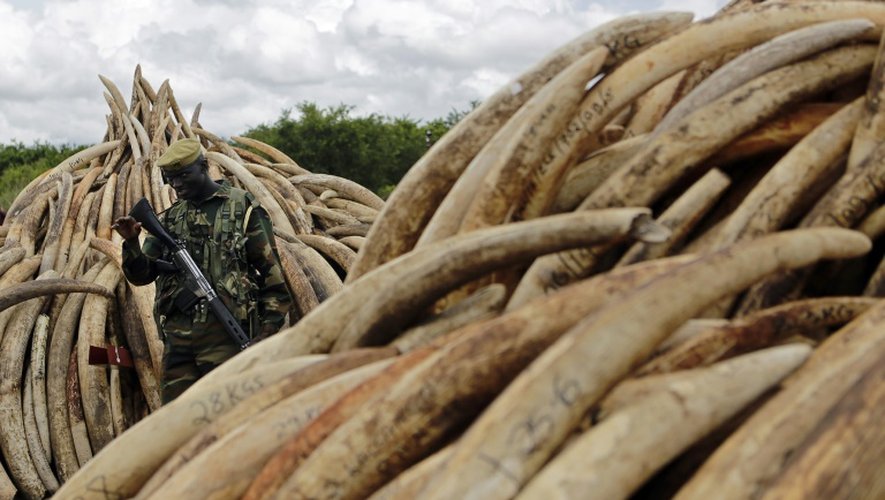 Un membre du Service kényan de la faune (KWS) devant un tas de défenses d'éléphants devant être brûlées, dans le parc national de Nairobi le 28 avril 2016