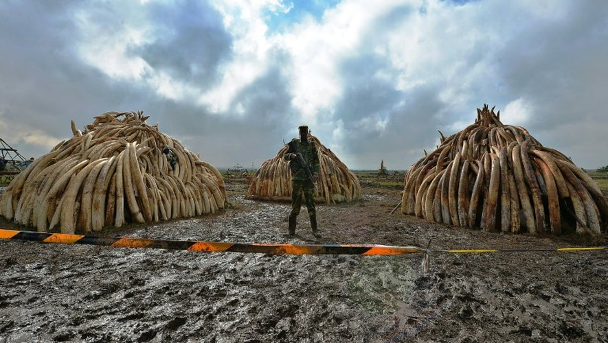 Un membre du Service kényan de la faune (KWS) devant des tas de défenses d'éléphants devant être brûlées, dans le parc national de Nairobi le 28 avril 2016