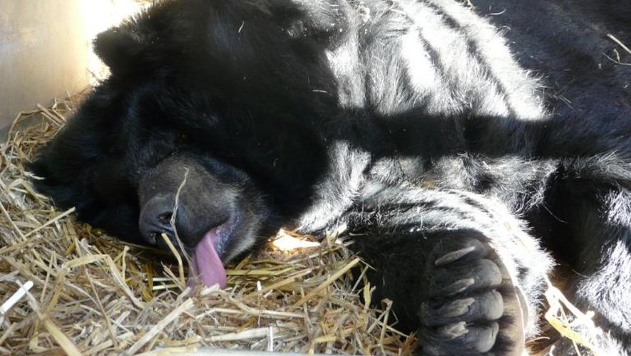 Une photo datée du 7 juillet 2013 montre l'ourse Viviane à la Réserve africaine de Sigean