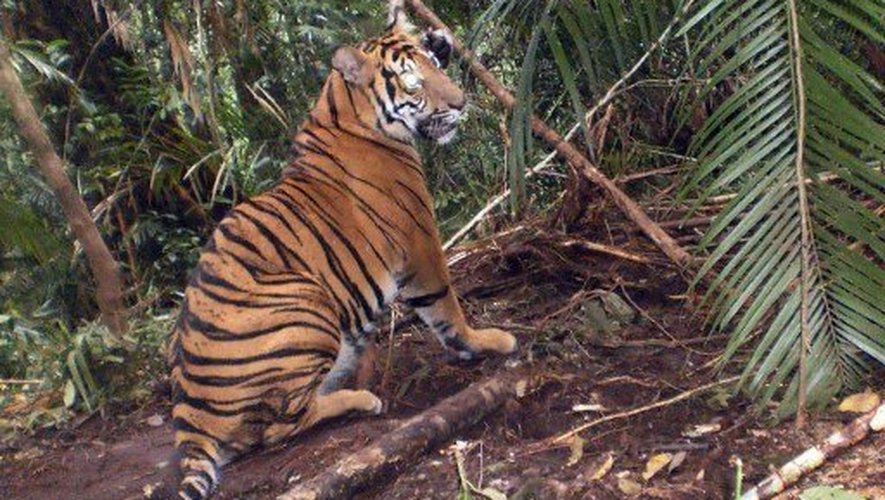 Un tigre sur l'île de Sumatra le 9 janvier 2012