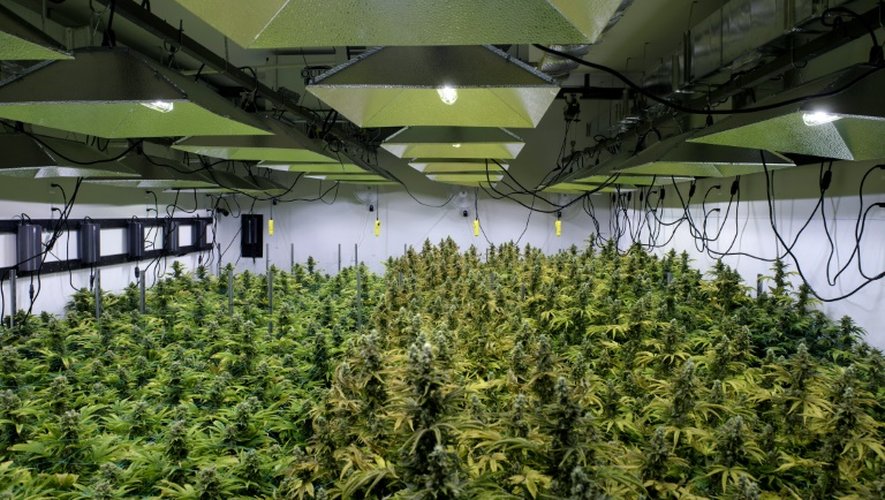 Alternatives solutions, une plantation de marijuana à visée médicale à Washington DC le 20 avril 2016