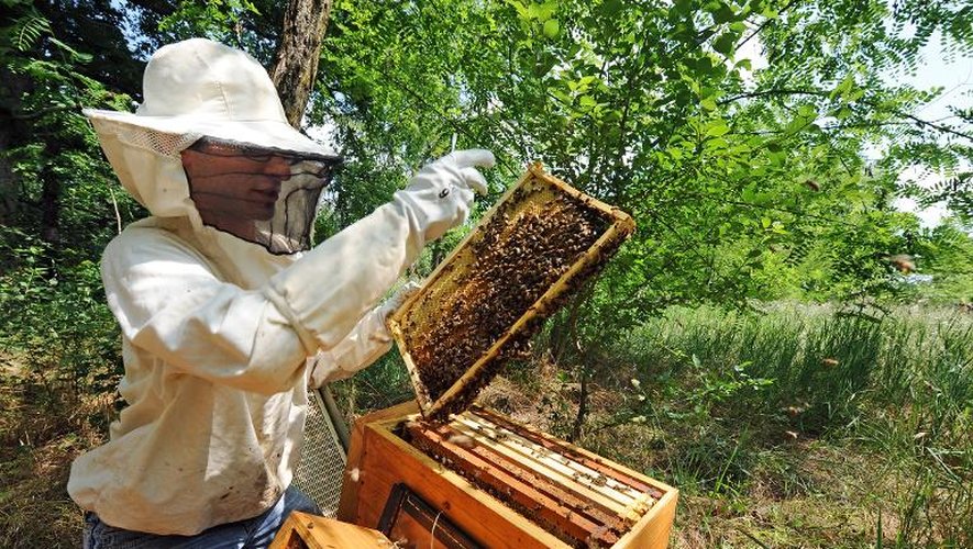 Un apiculteur de Colomiers dans le sud-ouest de la France, le 1er juin 2012