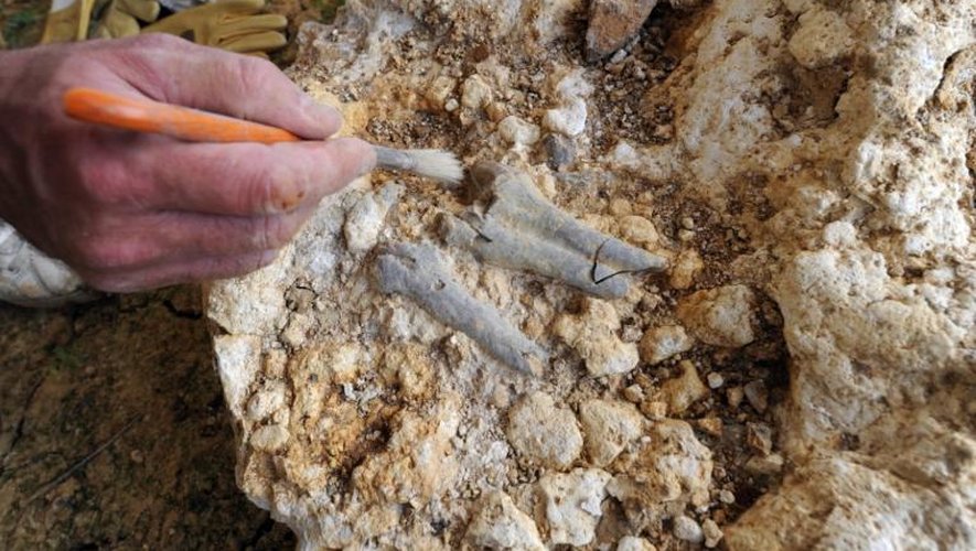 Un paléontologue dépoussière des dents d'éléphant sur le site du Montréal-du-Gers, près de Toulouse, le 8 juillet 2013