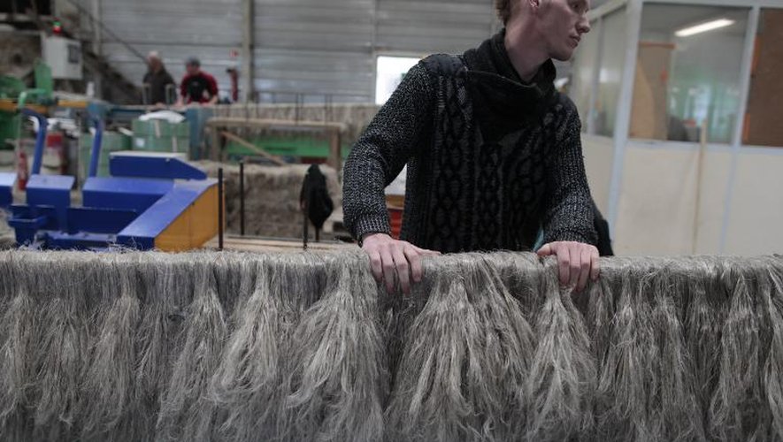 Un employé inspecte des fibres de lin teillées (dont les tiges ont été battues, broyées) à la machine, le 22 juin 2015, dans une usine de Raffetot, en Seine-Maritime