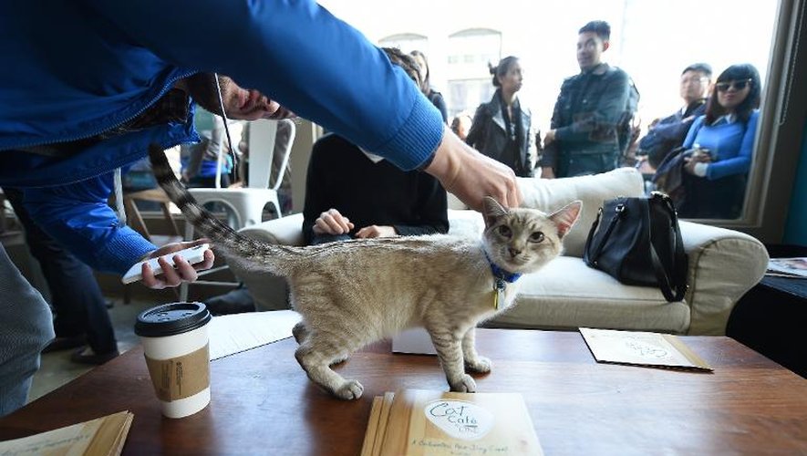 Des consommateurs jouent avec des félins dans le premier "bar à chats" des Etats-Unis, le 25 avril 2014 à New York