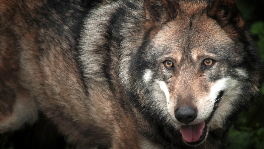 Selon les spécialistes, les loups augmentent leur aire de répartition en moyenne "de 20 à 25% par an".