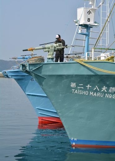 Une flottille baleinière lève l'ancre le 26 avril 2014 dans le port d'Ayukawa au Japon