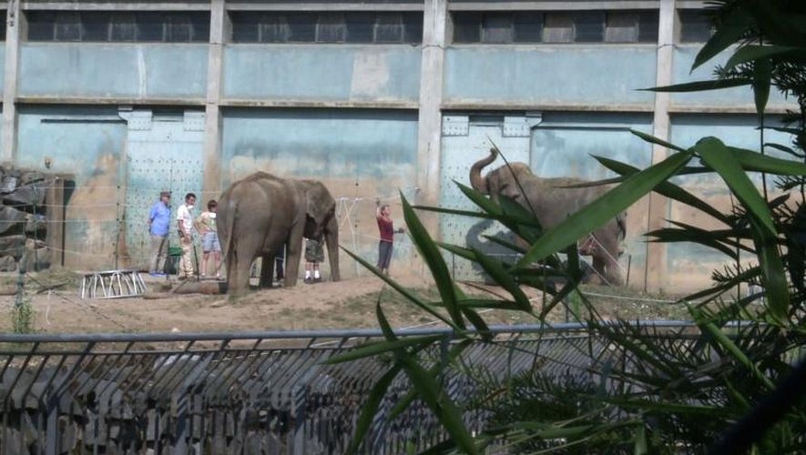 Les éléphantes Baby et Népal quittent le zoo de Lyon