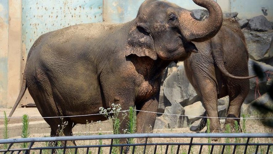 Baby et Népal au zoo du "Parc de la Tête d'Or" le 11 juillet 2013 à Lyon
