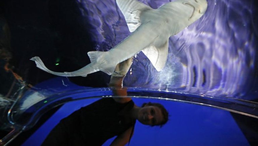 L'exposition "Requins", au Muséum océanographique de Monaco, le 7 juin 2013