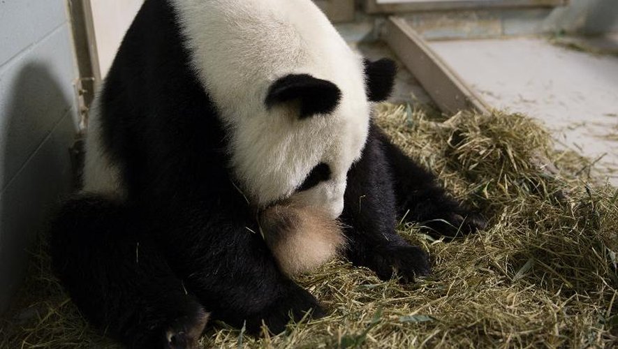 Photo du 15 juillet 2013 du Panda géant et de son bébé