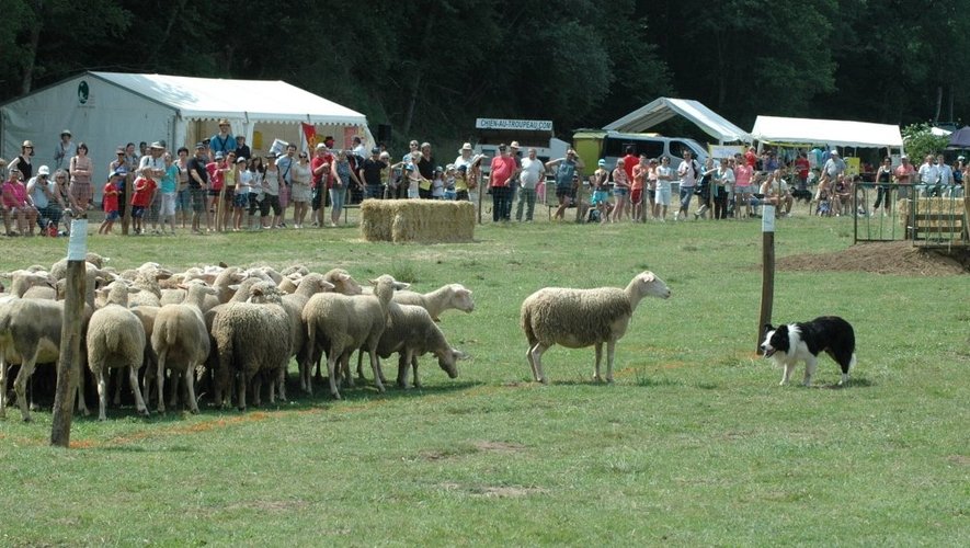 Le concours de chiens de berger, aujourd'hui à Ségur, est un incontournable de l'été aveyronnais.