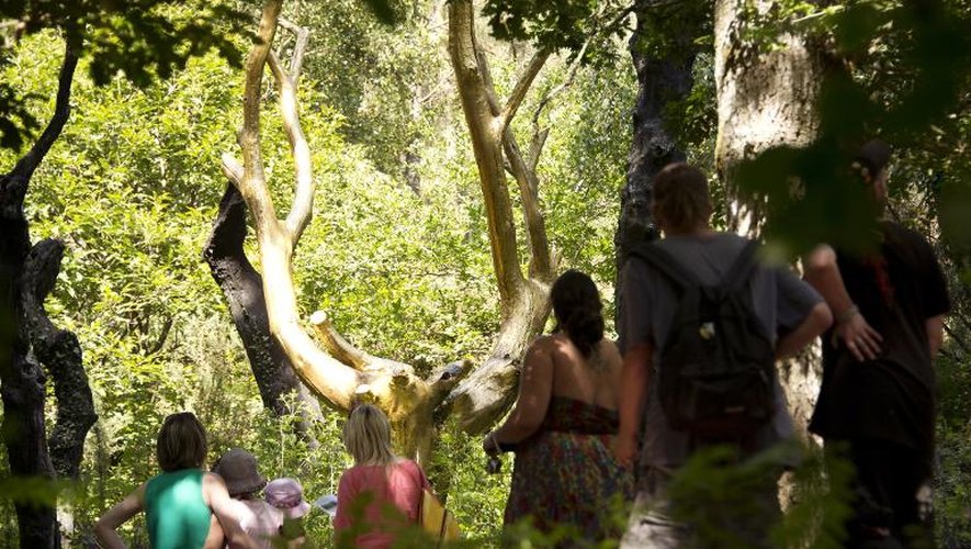 Des touristes observent l'arbre d'or, un arbre calciné après une incendie et recouvert de feuilles d'or, dans la forêt de Brocéliande, le 15 juillet 2013 dans l'ouest de la France