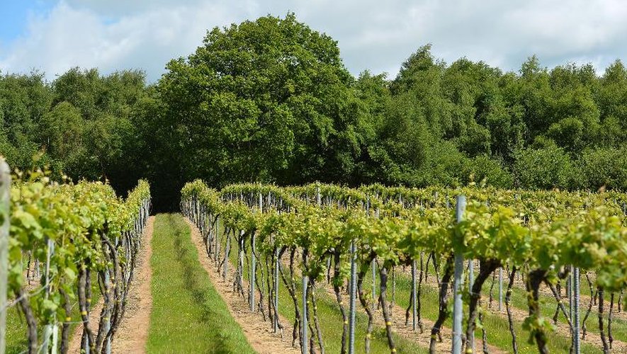Des vignes dans l'est du Sussex, le 6 juin 2015