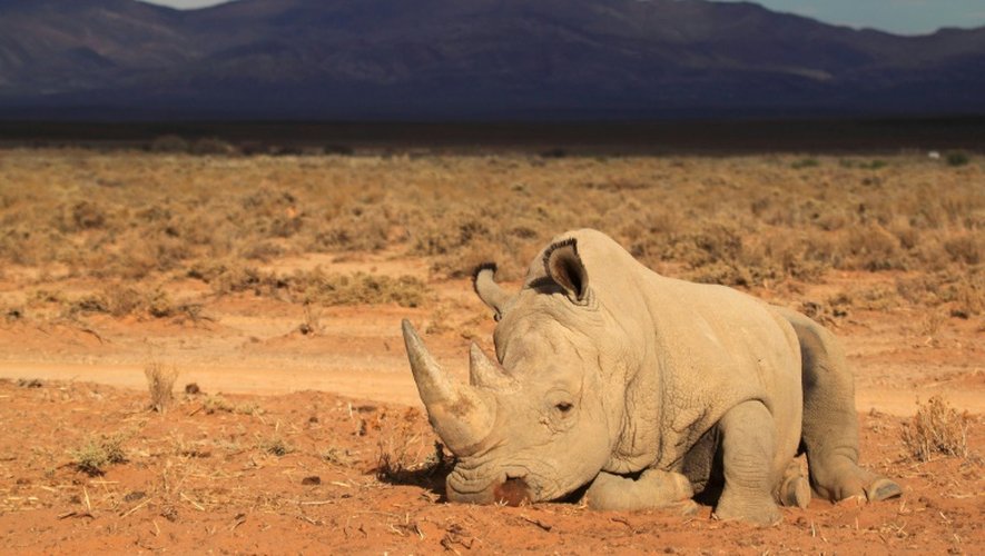 Pour éviter l'extinction des rhinocéros massacrés pour leurs cornes, des défenseurs des animaux ont opté pour une solution aussi radicale qu'onéreuse. Quatre-vingt mammifères vont être transférés d'Afrique du Sud pour l'Australie