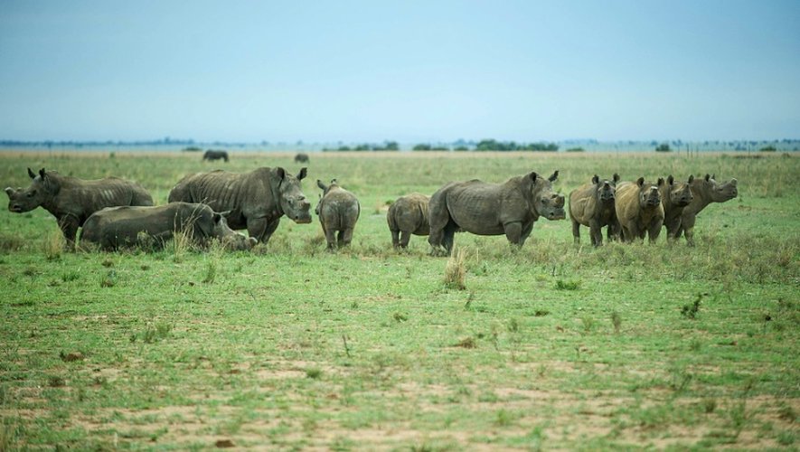 Des rhinocéros sans corne le 3 février 2016 dans le Rhino Ranch de John Hume, un éleveur de rhinocéros en Afrique du Sud