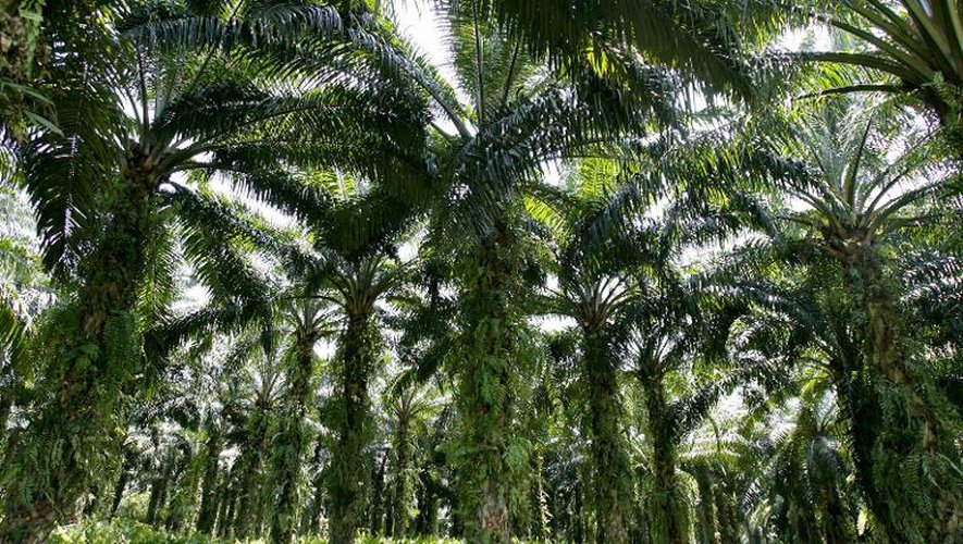 Des palmiers à huile dans une plantation près de Sepang, en Malaisie