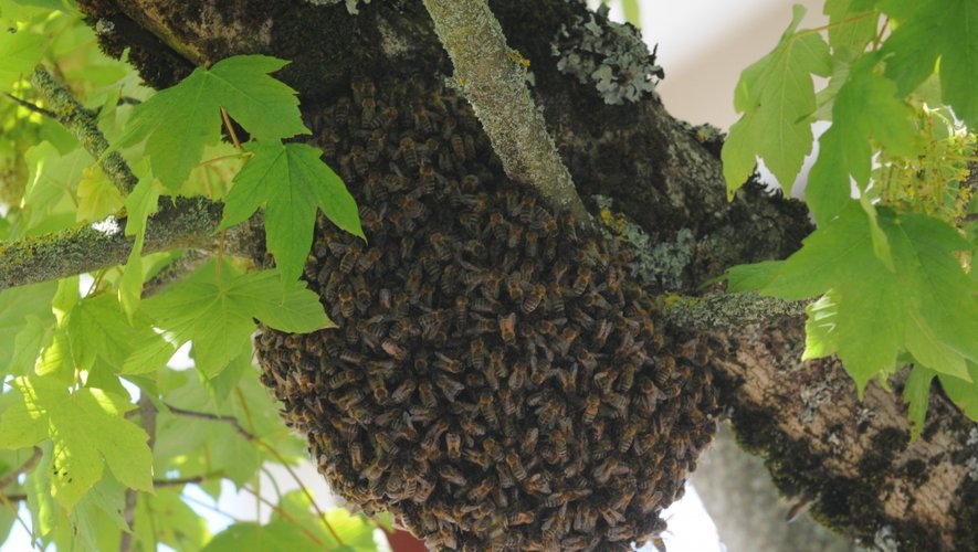Un essaim d'abeilles. Les pompiers réorientent les particuliers vers les apiculteurs pour ne pas détruire les insectes.