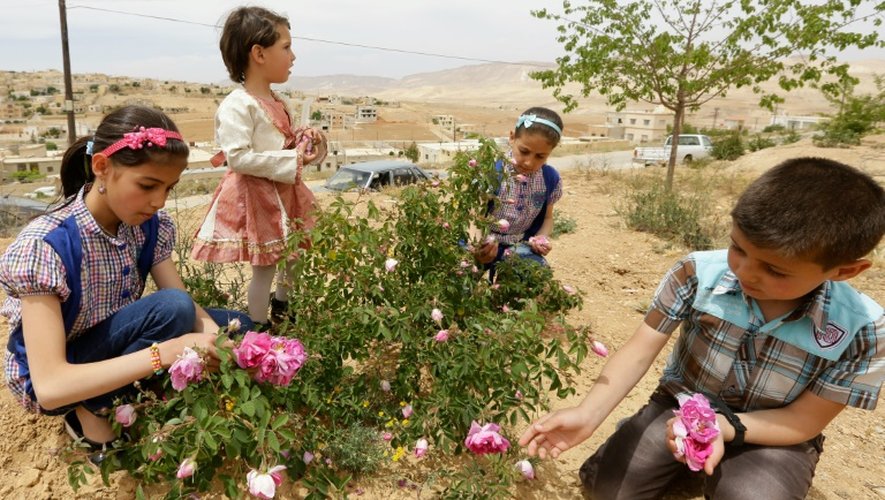 Cueillette de roses de Damas à el-Mrah, près de Damas, le 11 mai 2016