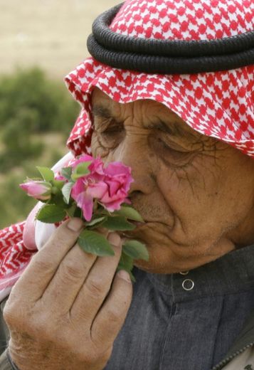 Un homme sent une rose de Damas à el-Mrah, près de Damas, en Syrie, le 11 mai 2016