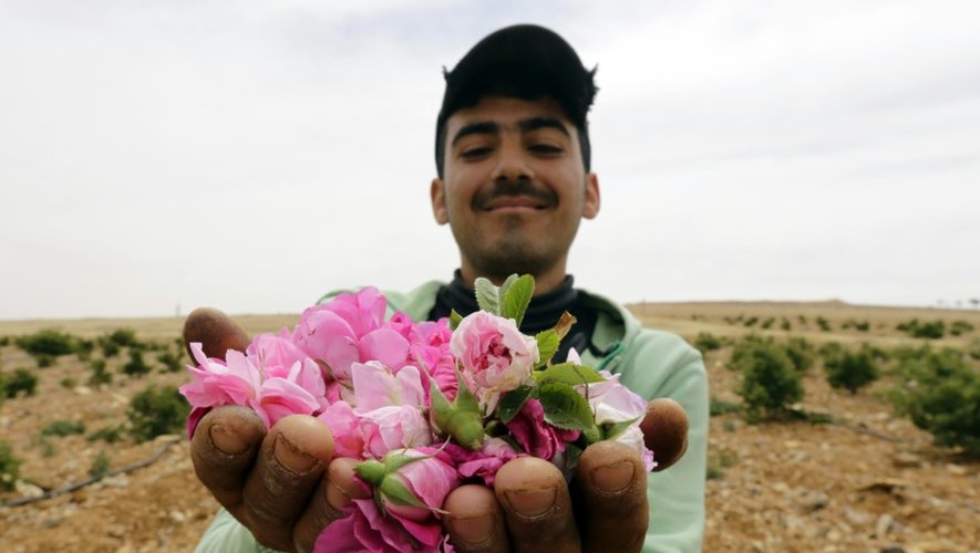 Collecte de roses de Damas à el-Mrah, près de la capitale syrienne, le 11 mai 2016