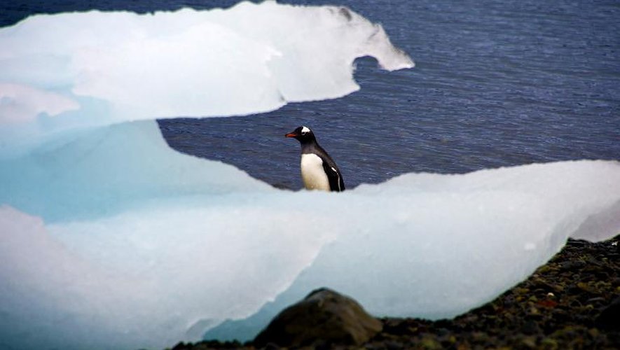 Vue de pingouins dans l'Antarctique, le 10 mars 2014