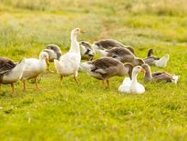 Aveyron. Fin du vide sanitaire pour les éleveurs de canards