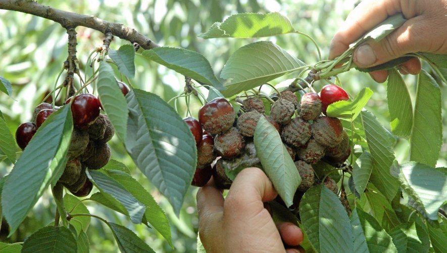En quelques jours, la mouche asiatique provoque la perte de près de 70 tonnes
de cerise pour la Sica Valfruits.
