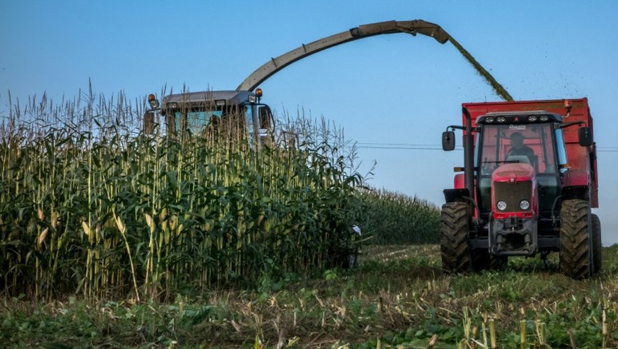 Les cultures OGM ne présentent pas plus de risques environnementaux et pour la santé que les récoltes conventionnelles, conclut un nouveau rapport de l'Académie américaine des sciences
