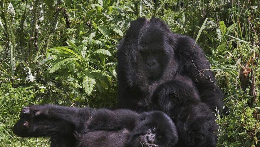 Des gorilles de montagne des Volcans des Virunga le 17 juin 2012 au Rwanda
