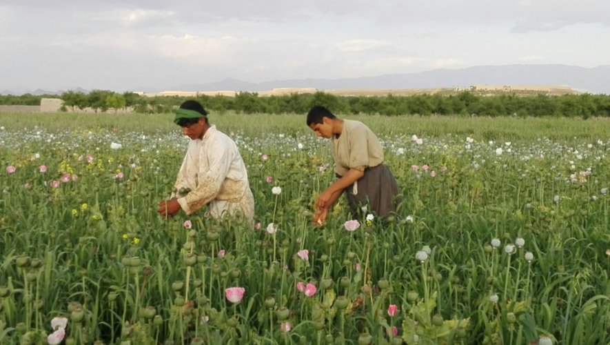 Des fermiers afghans récoltent le  pavot dans un champ le 29 avril 2016 à Naqil