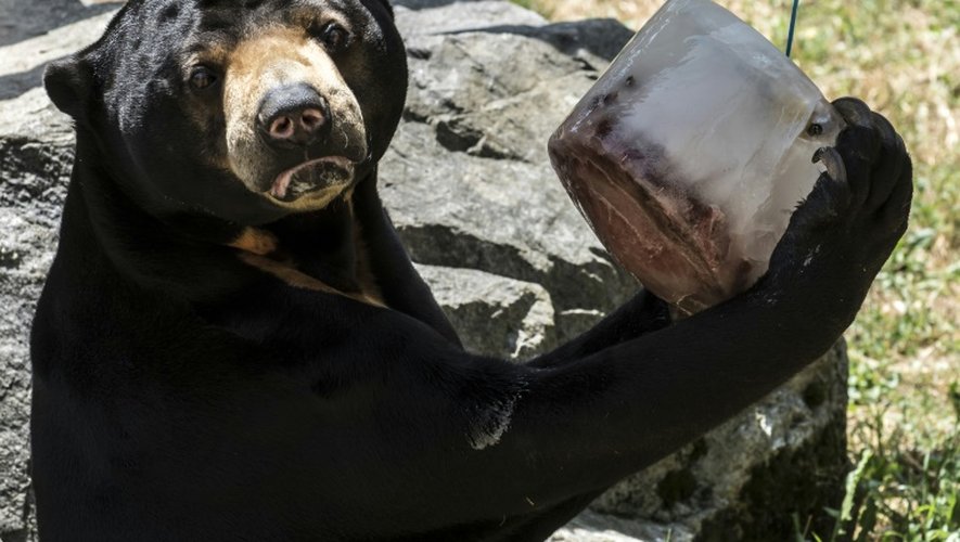 Un ours se rafraîchit avec un bloc de glace dans le zoo de Saint-Martin-la-Plaine dans sud-est de la France le 2 juillet 2015