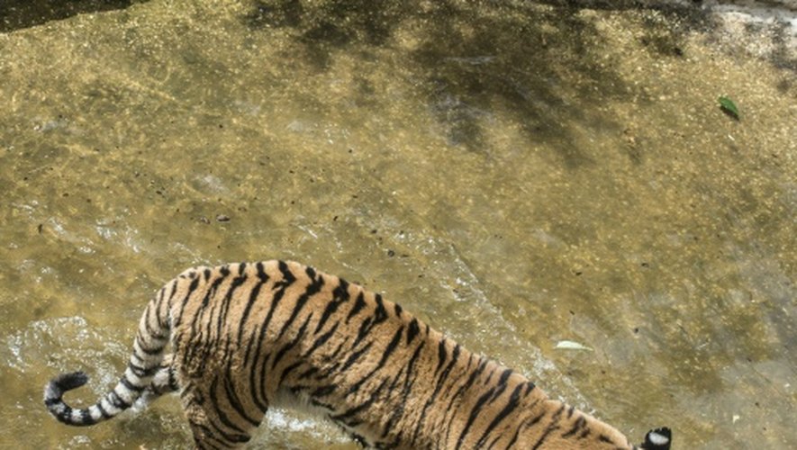 Un tigre de Sibérie se rafraîchit dans un bassin dans le zoo Saint-Martin-la-Plaine dans le sud-est de la France le 2 juillet 2015